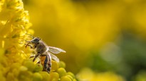 2048x1152_px_Bees_bokeh_Depth_Of_Field_flowers_macro_photography-828783.jpeg